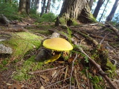 Pulveroboletus