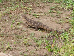 Varanus albigularis albigularis
