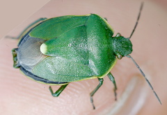 Chlorochroa juniperina