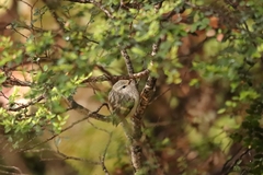 Acanthisitta chloris