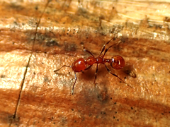 Chelaner antarcticus