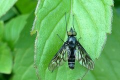 Ibisia marginata