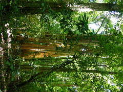 Ficus insipida