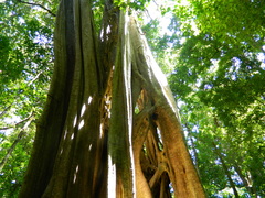 Ficus insipida