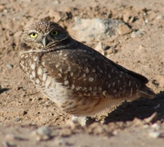 Athene cunicularia hypugaea