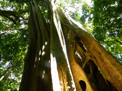 Ficus insipida