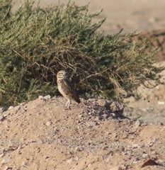 Athene cunicularia hypugaea