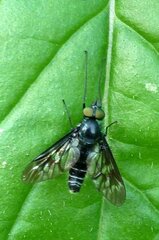 Ibisia marginata
