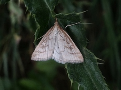 Udea lutealis