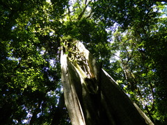 Ficus insipida
