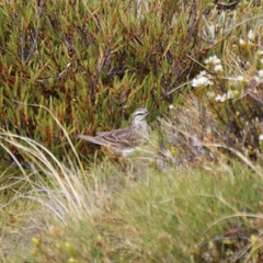 Anthus novaeseelandiae