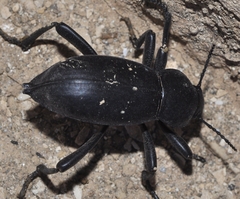Blaps lusitanica