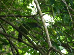 Aulacorhynchus prasinus