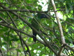 Aulacorhynchus prasinus