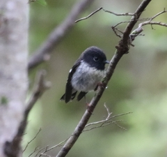 Petroica macrocephala