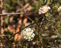 Pimelea linifolia