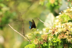 Heraclides androgeus