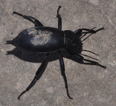 Blaps lusitanica