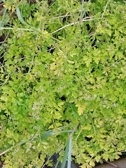 Apium prostratum filiforme