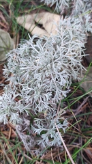 Artemisia