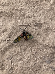 Chrysocale principalis