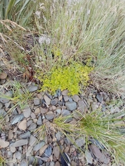 Apium prostratum filiforme