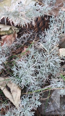 Artemisia