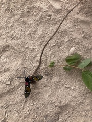 Chrysocale principalis