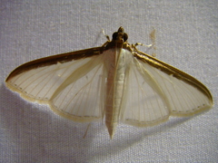 Cydalima laticostalis