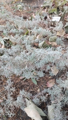Artemisia