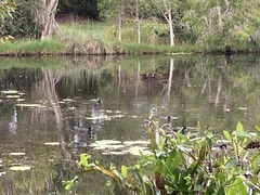 Gallinula tenebrosa tenebrosa