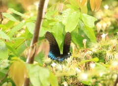 Heraclides androgeus