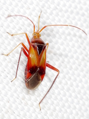 Pseudomegacoelum beckeri