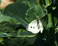 Pieris rapae rapae