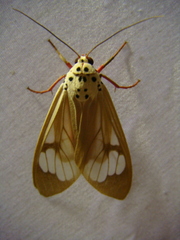 Amerila astreus