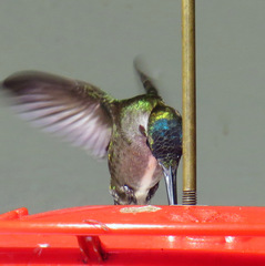 Heliomaster longirostris