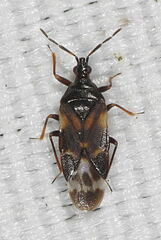 Anthocoris nemoralis