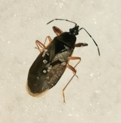 Gastrodes abietum