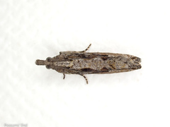 Strepsicrates ejectana