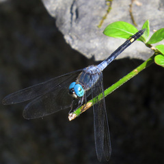 Micrathyria atra
