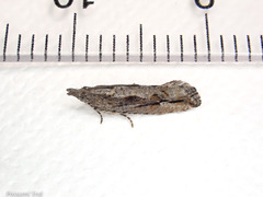 Strepsicrates ejectana