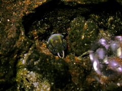 Istiblennius zebra
