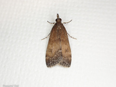 Eudonia asterisca