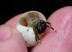 Calcinus laevimanus
