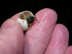 Calcinus laevimanus