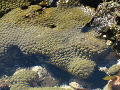 Palythoa caribaeorum