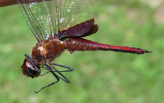 Tramea abdominalis