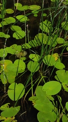 Nuphar lutea