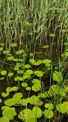 Nuphar lutea