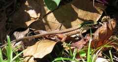 Ameiva atrigularis